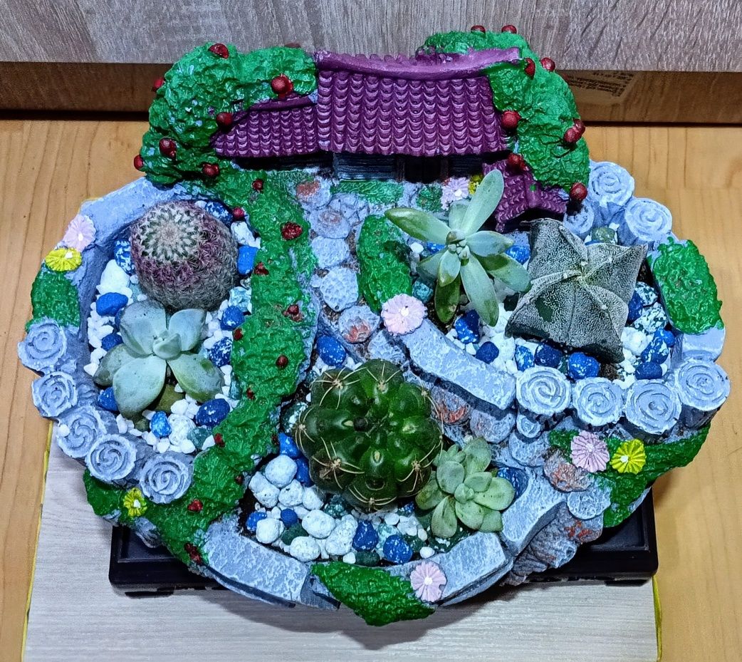 Подарочные живые композиции из кактусов и суккулентов.