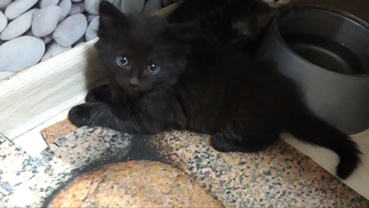 Котята ищут  уютный дом