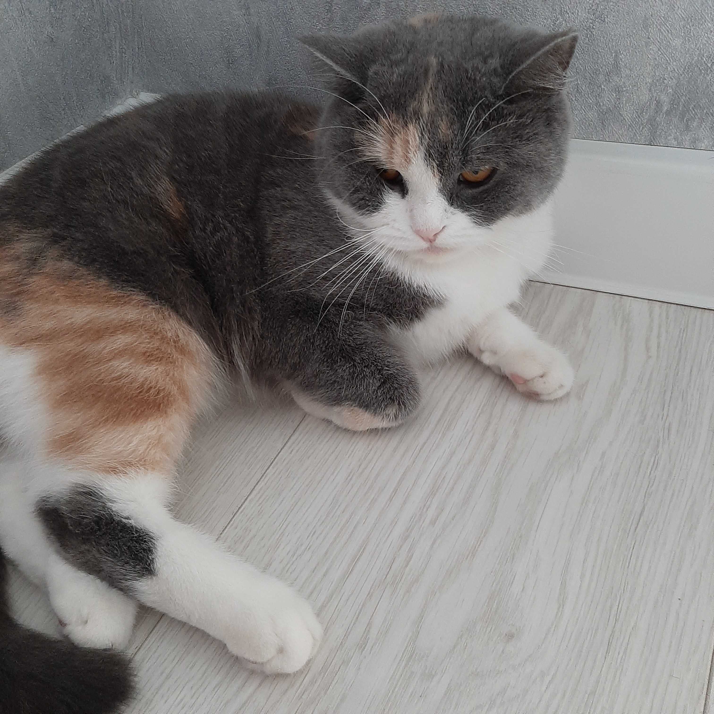 Отдам бесплатно кошку в хорошие руки