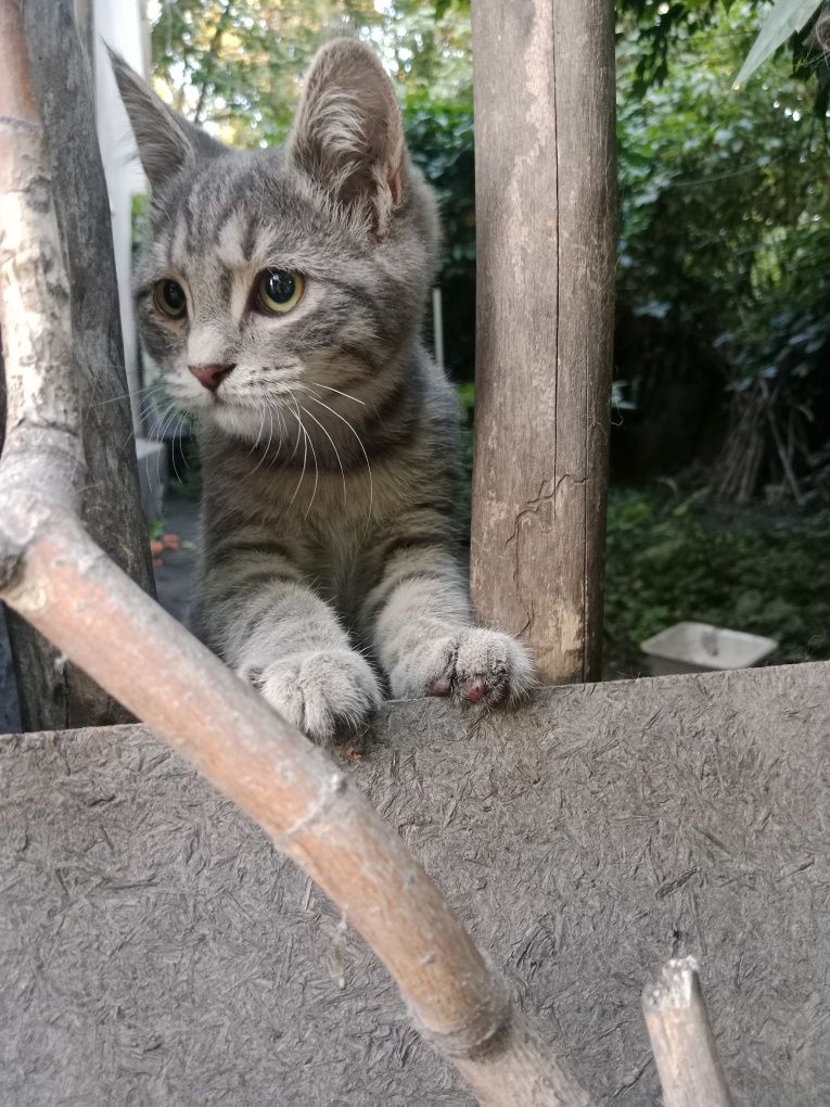 Малышу нужен дом