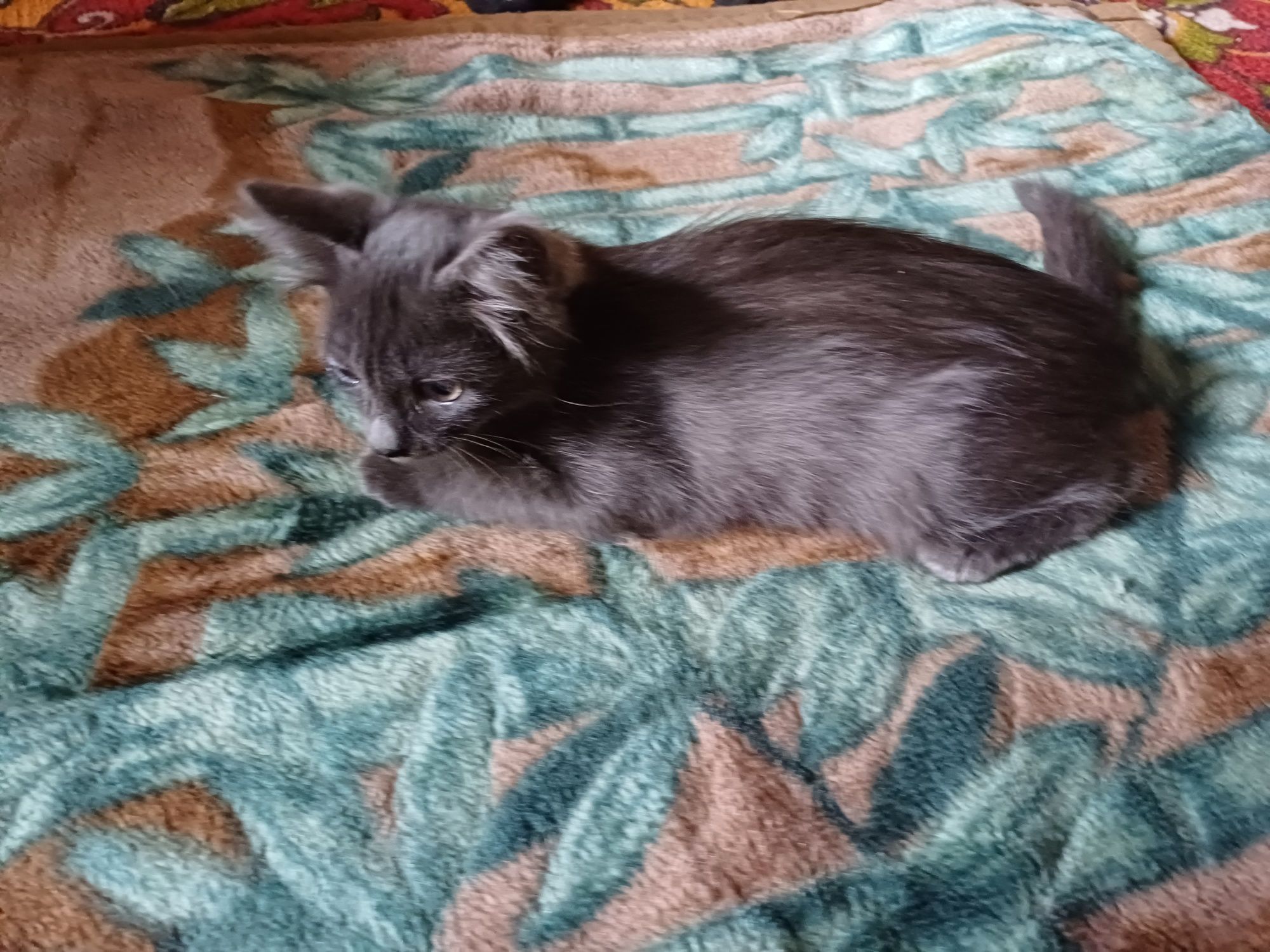 Дарю милых котят