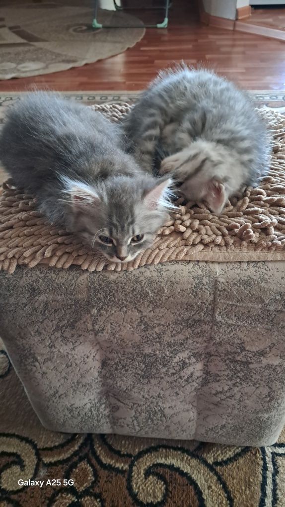 Отдам в добрые руки