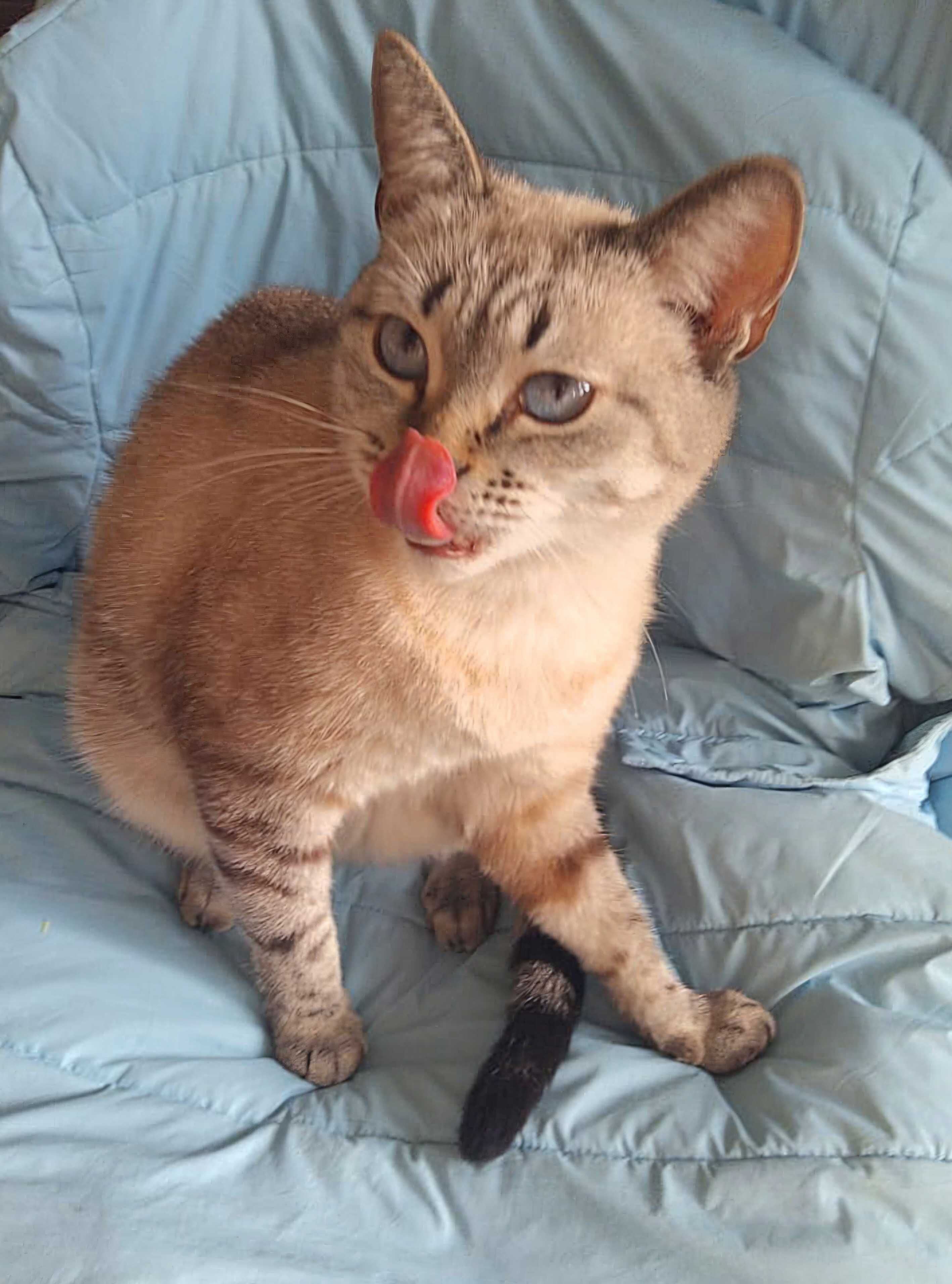Очень срочно коты и кошки ищут дом!