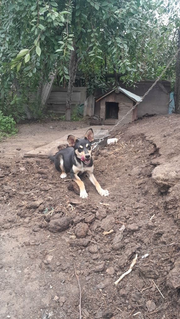 Отдам щенка девочку в добрые руки
