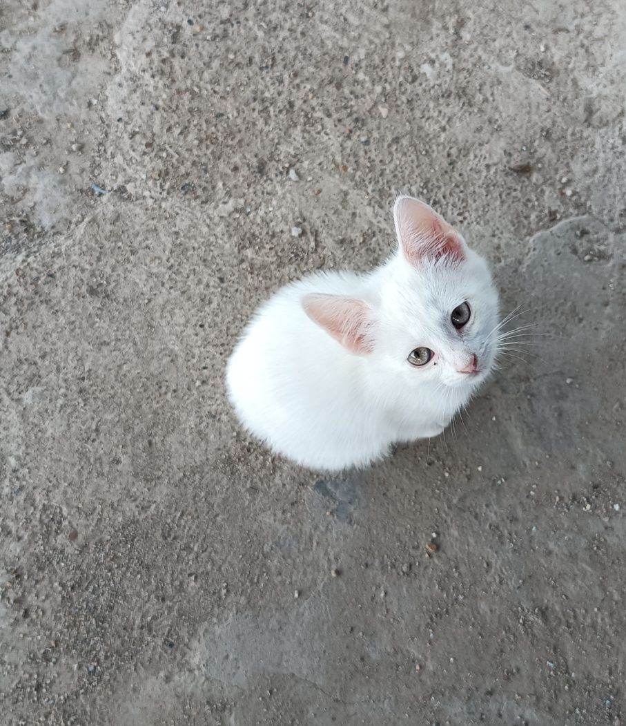 Отдам котят бесплатно в хорошие руки