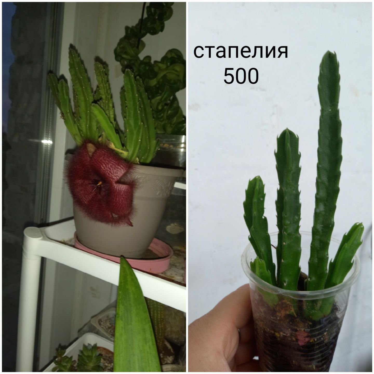 Цветочки для дома и офиса