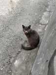Отдам в добрые руки Кошечку