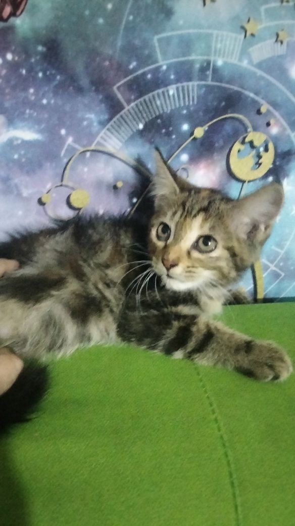 Отдам котят помесь Мей Кун и бенгала 1 мес.
