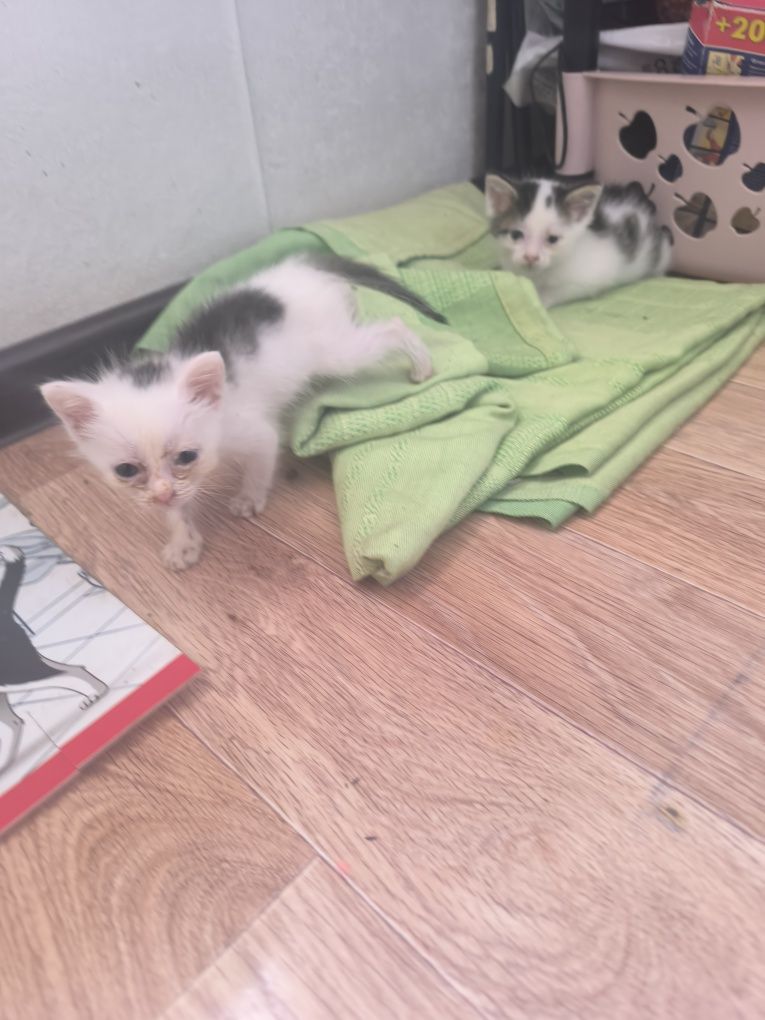 Отдам котят в добрые руки