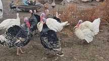 Индюки самцы 5 шт