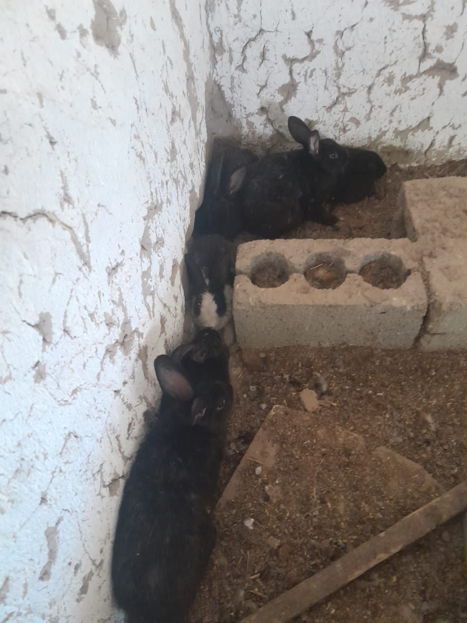 Кояндар сатылады