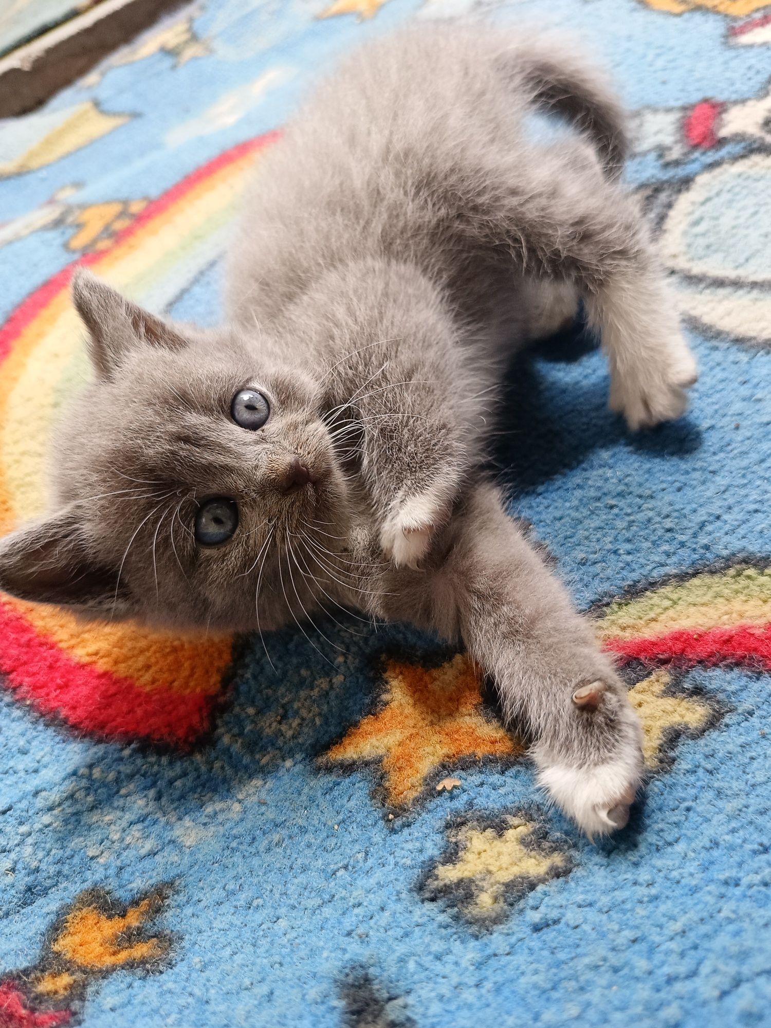 Котята британцы девочки