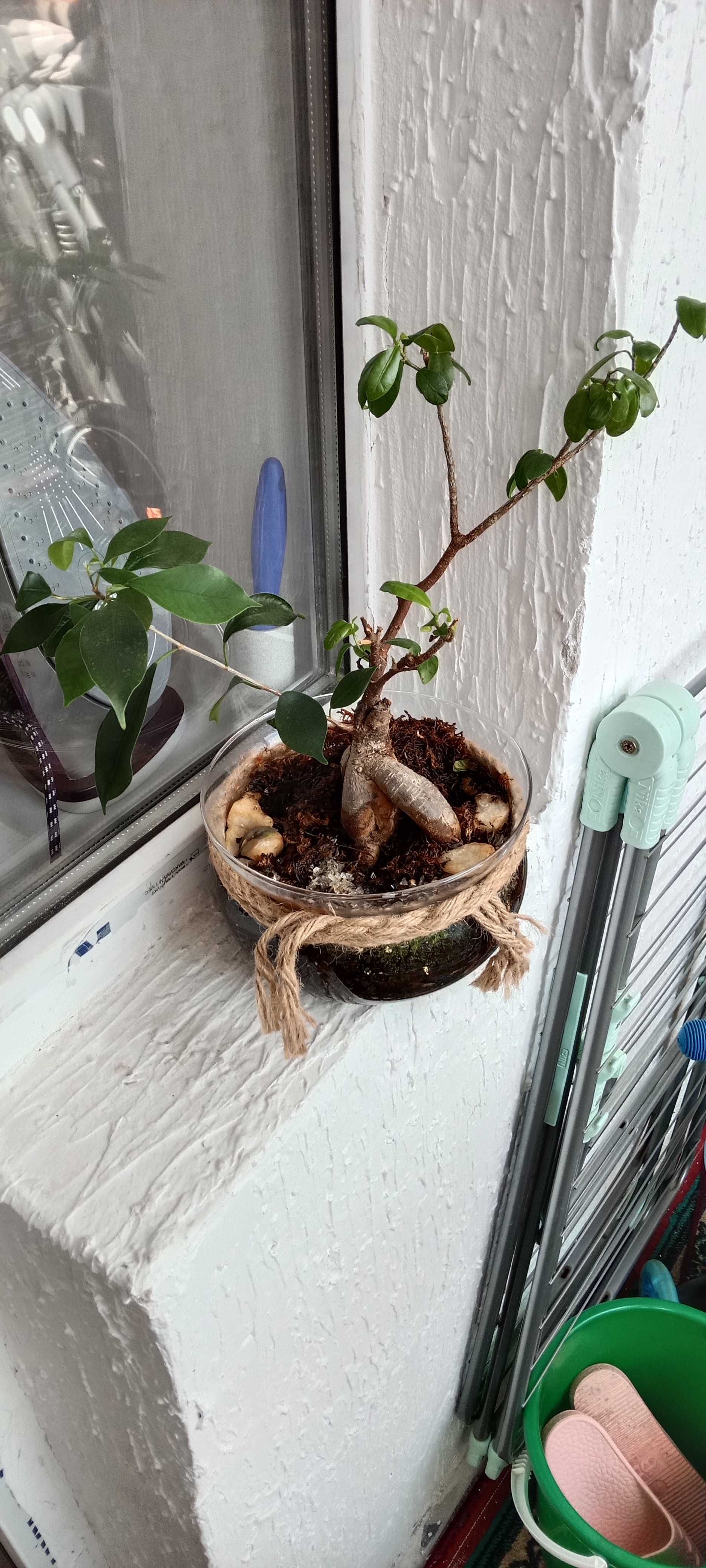 Растение Фикус (бонсай)