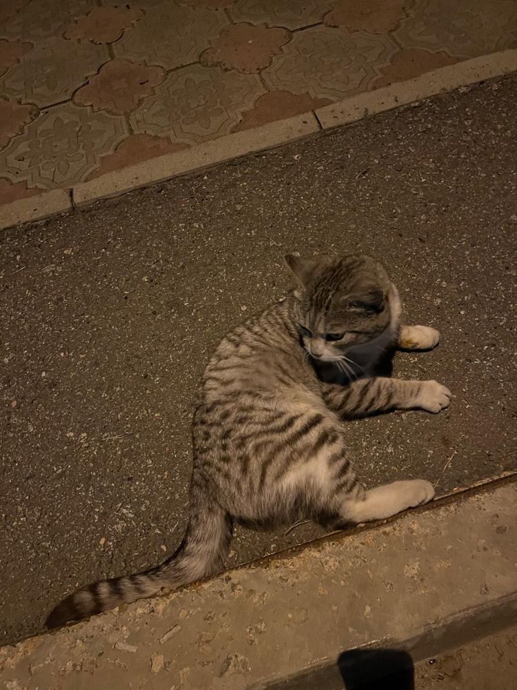 молодой котик в добрые руки