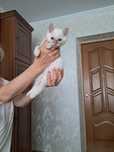 Отдадим котёнка (мальчик)в добрые руки