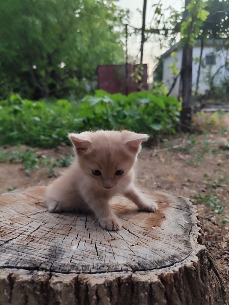 Отдам котят 5 штук