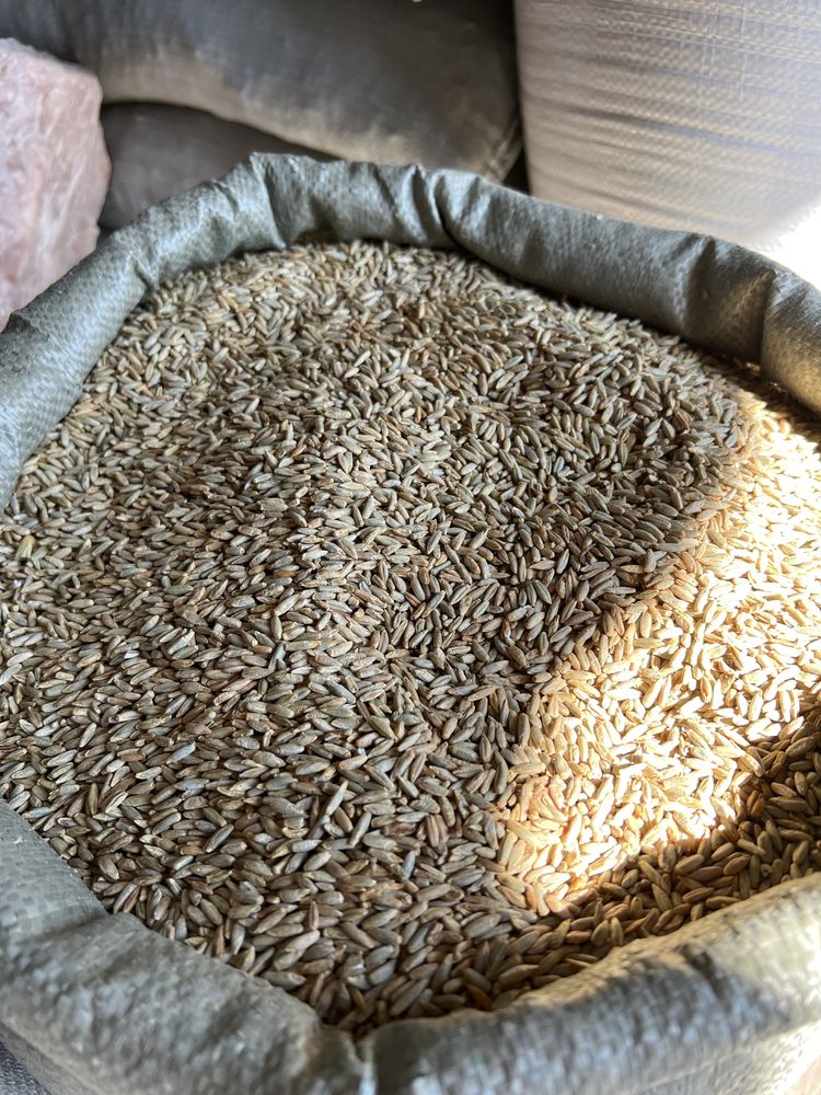 Рожь озимая