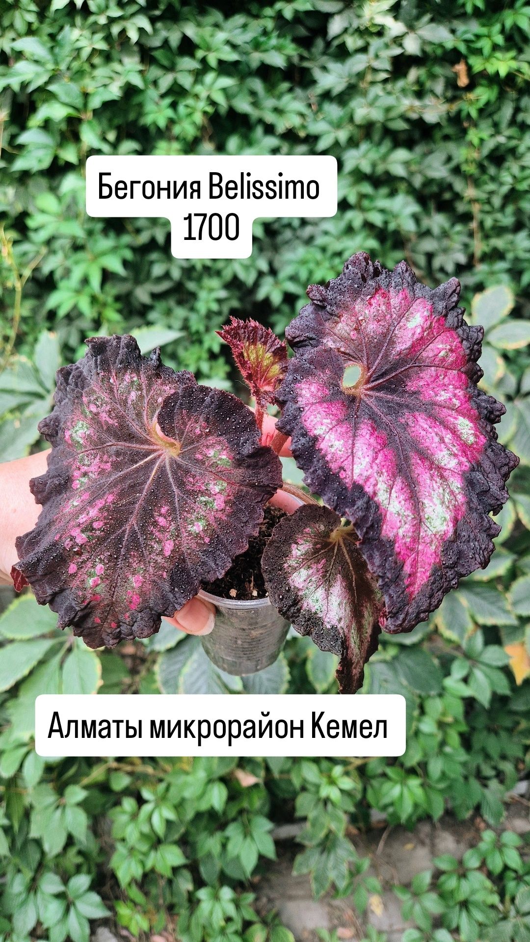 Комнатные растения