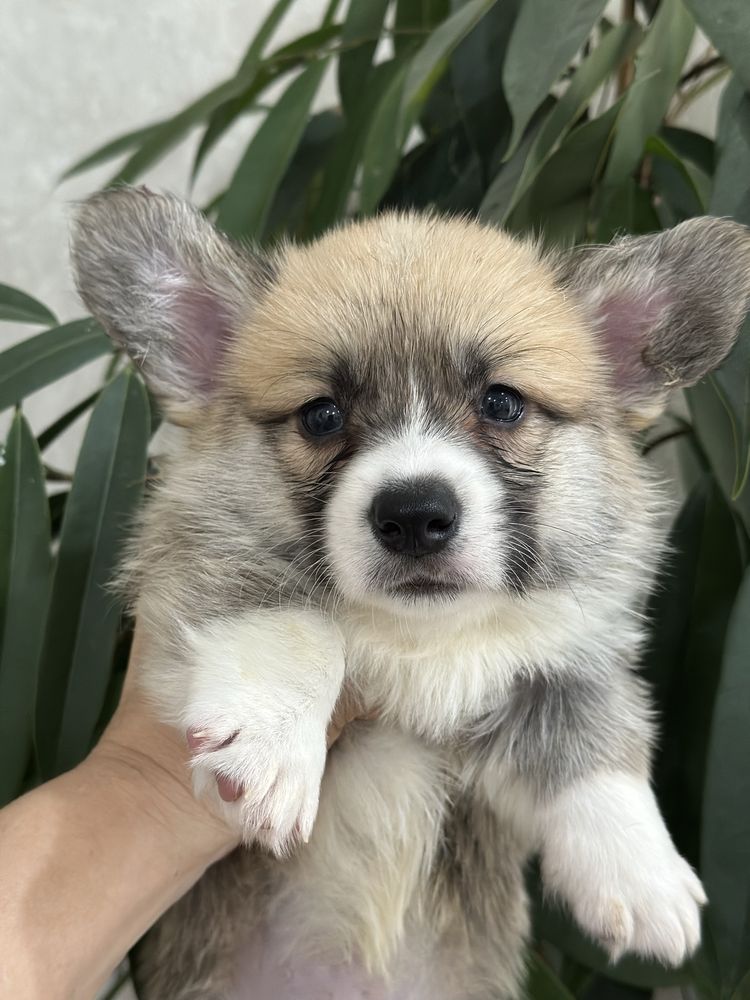 Шикарные вельш корги