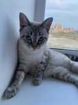 Отдам в хорошие руки кошку