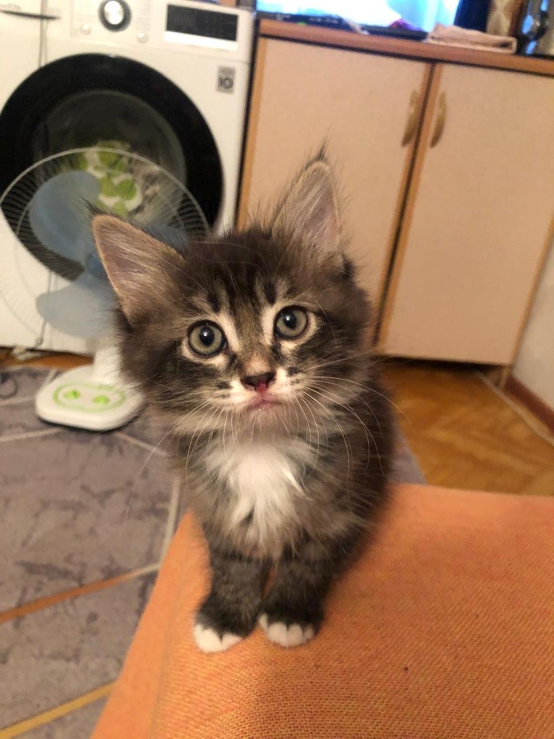 Отдам котят в добрые руки