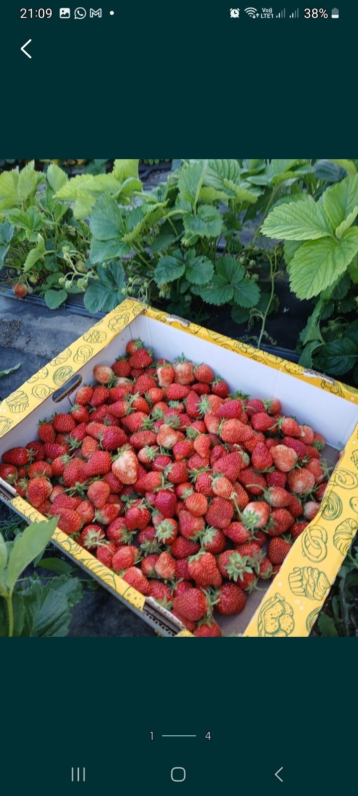 Клубника дачная местная
