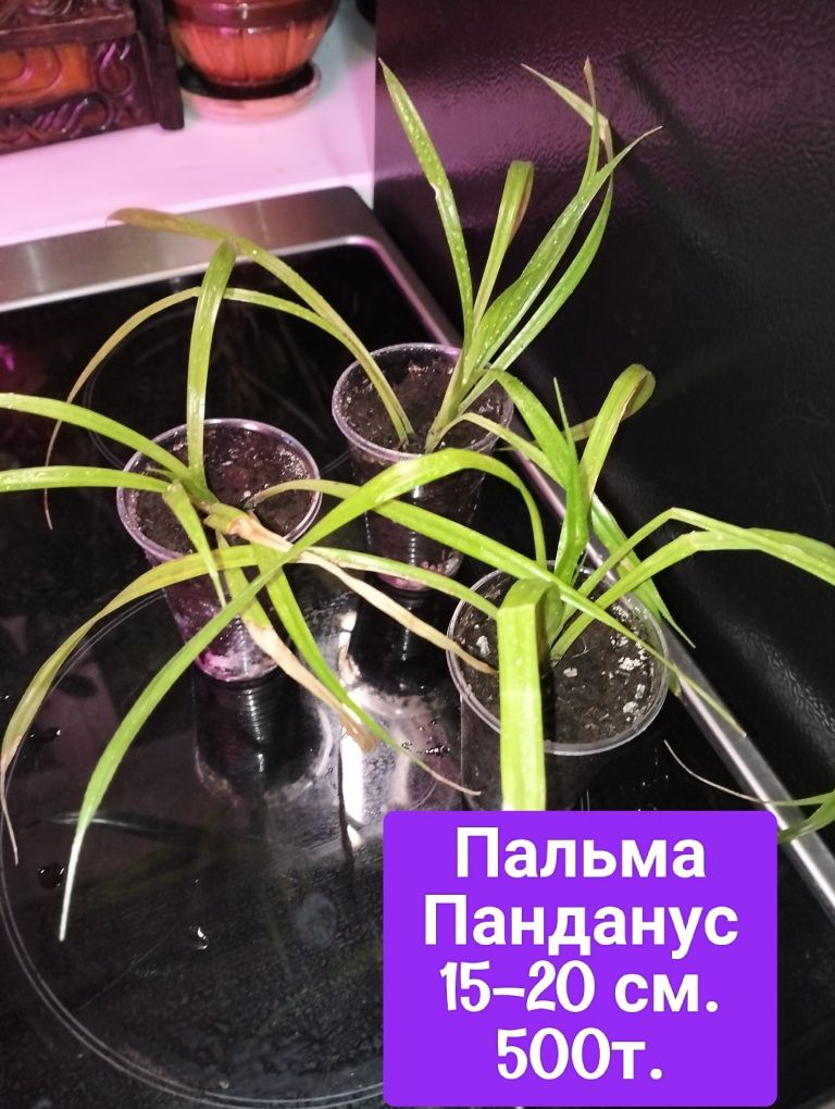 Продам цветы с хорошей корневой.
