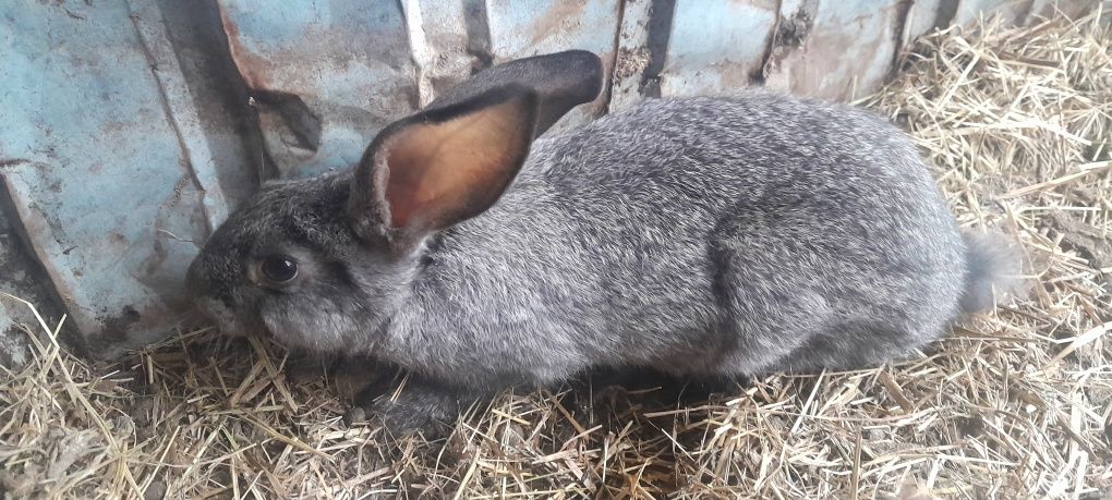 Кролик мальчик крол
