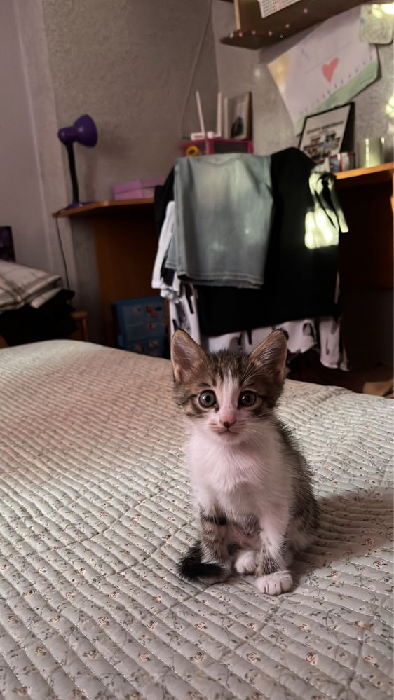Отдам котят в хорошие руки 1,2 месяца