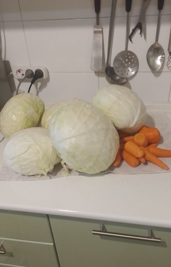 Капуста квашенная