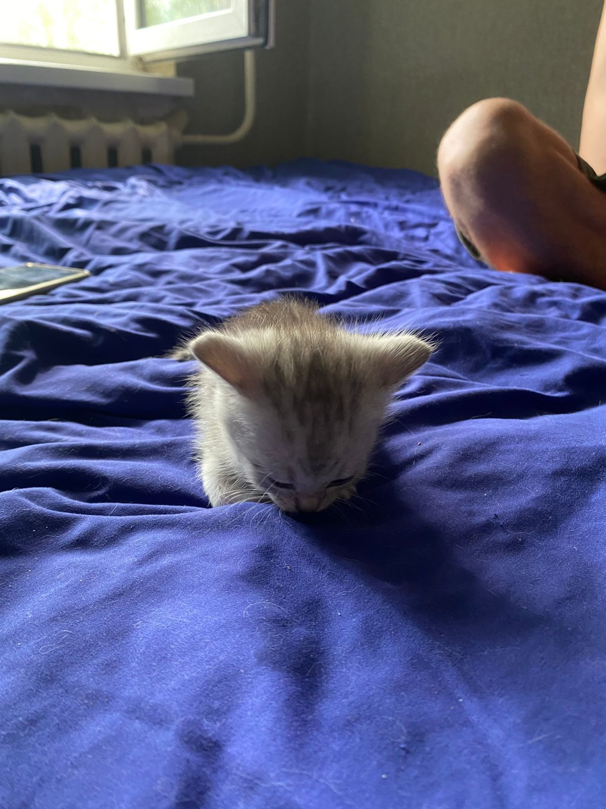 Продаются котята