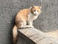 Рыжий кот в самые добрые руки