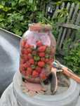Клубника домашняя