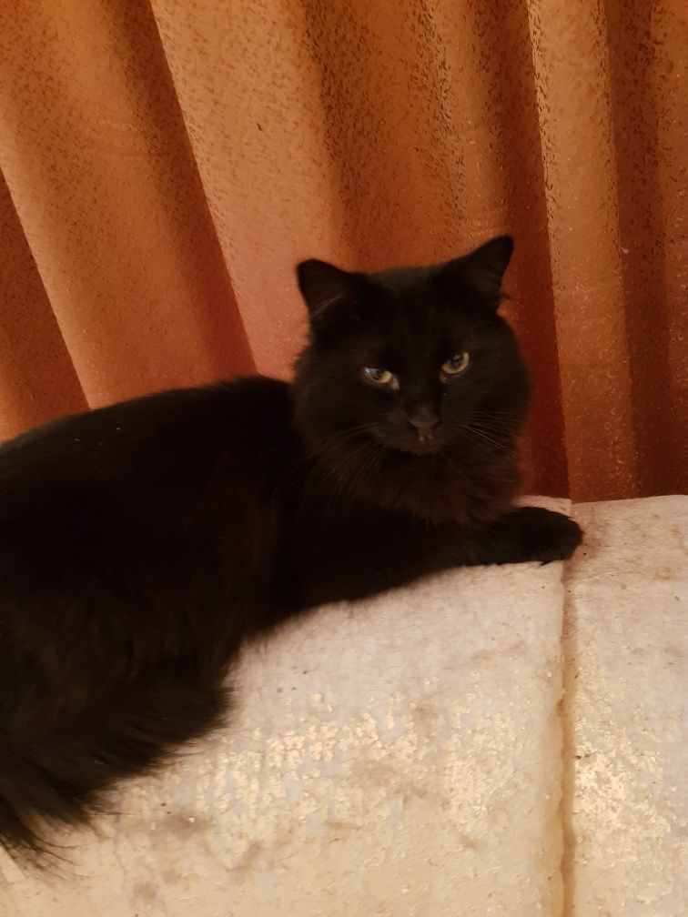 Красивые ВЗРОСЛЫЕ!!!  коты и кошки.  Стерилизованные