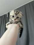 Шотландские вислоухие и прямоухие котята