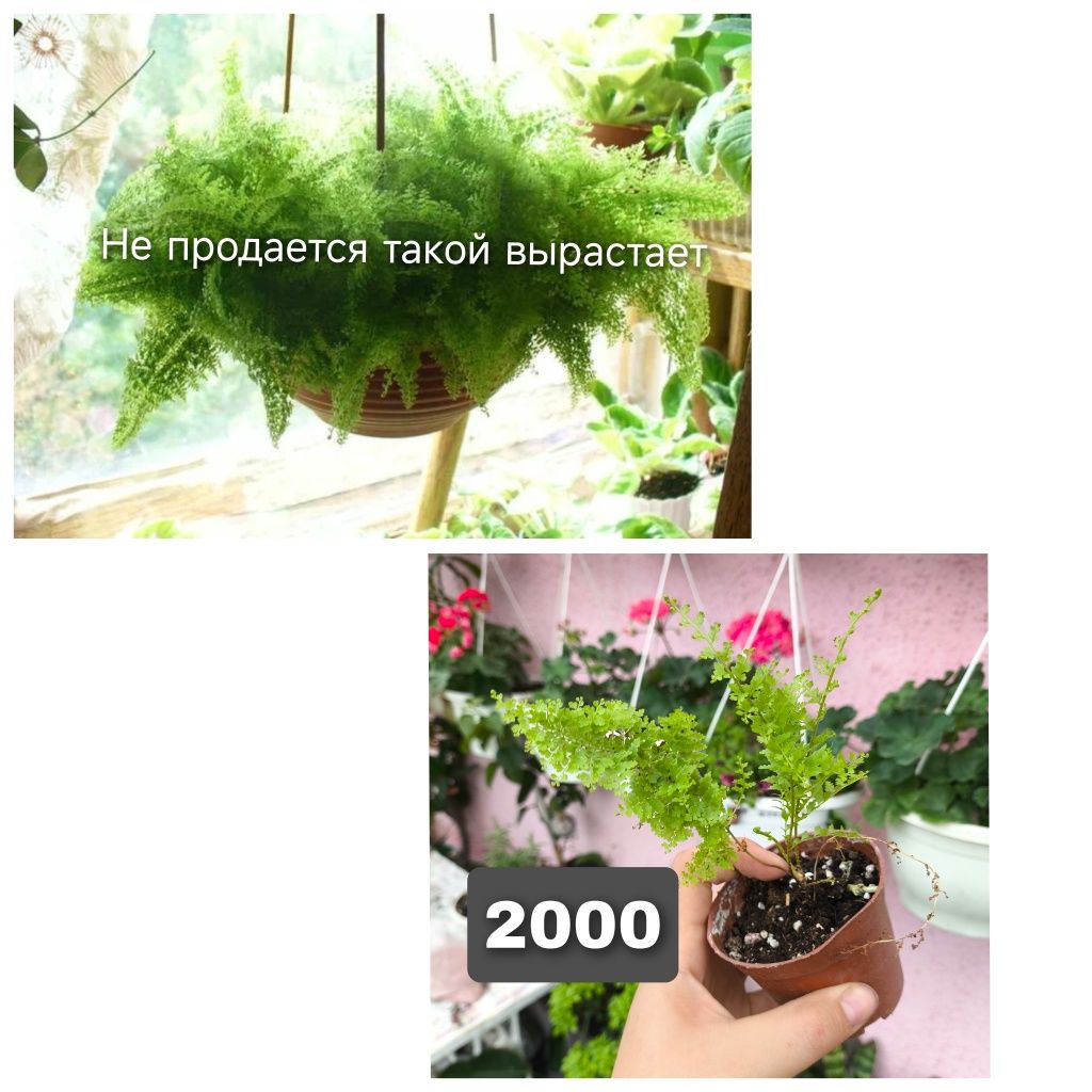 Непентес мухоловка