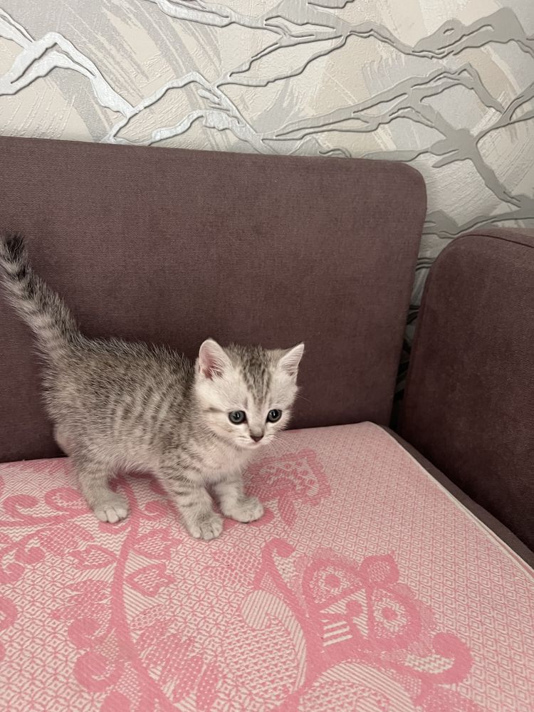 Кошки породистые шотландские