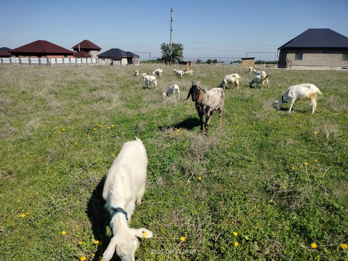 Теке ешкі козел коза