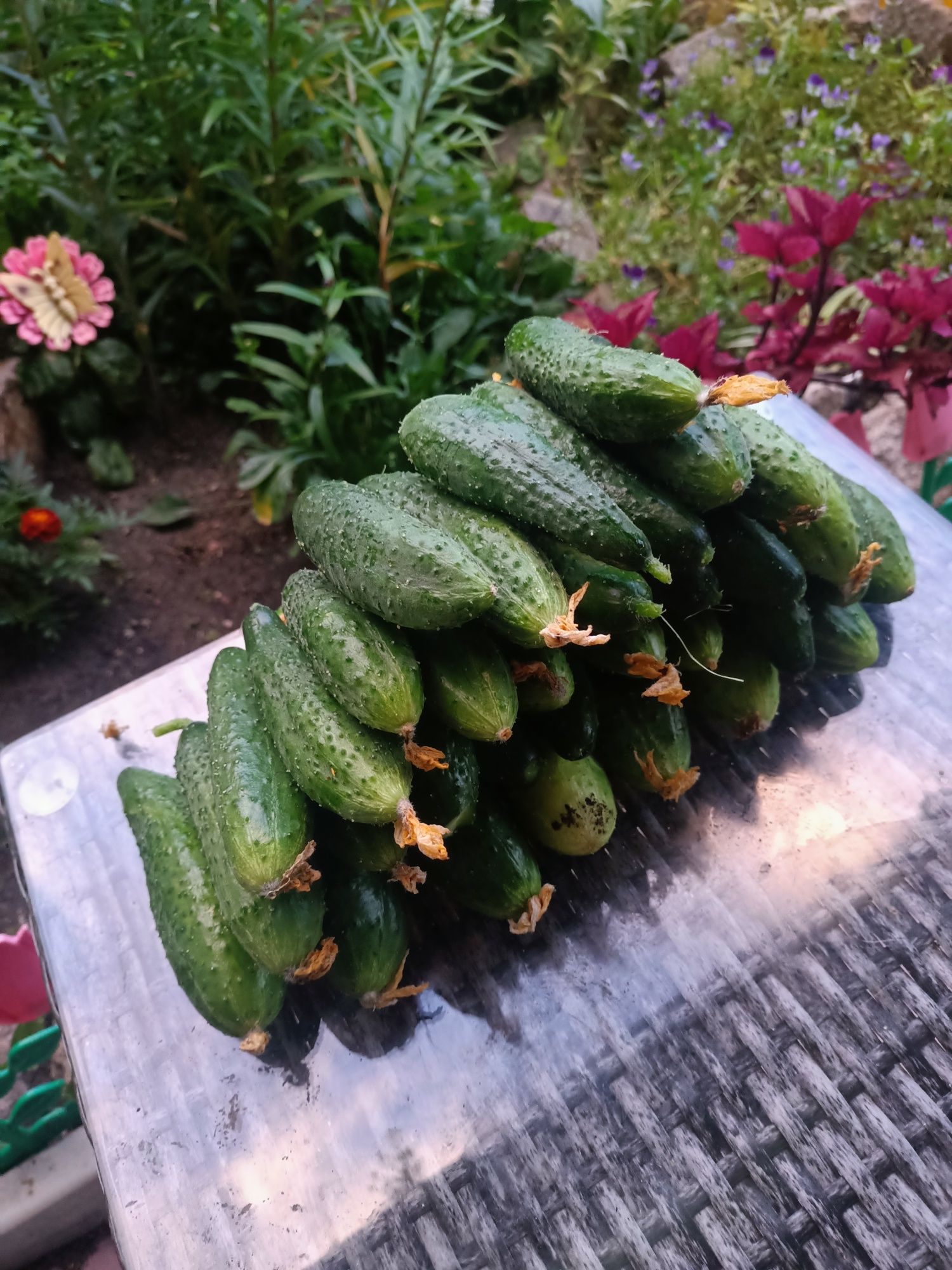 Огурцы для засолки