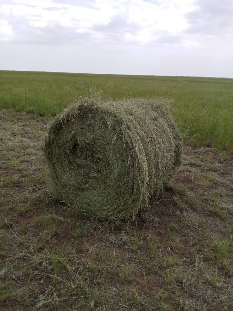Продам сено житняк свежый 2024года