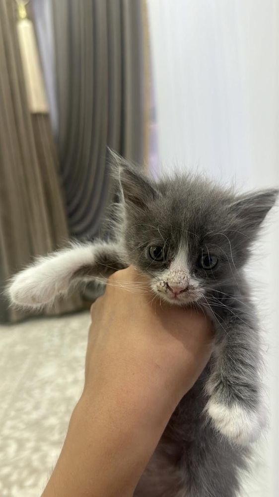 Котенок в добрые руки