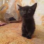 Отдам умных и игривых котят в добрые руки