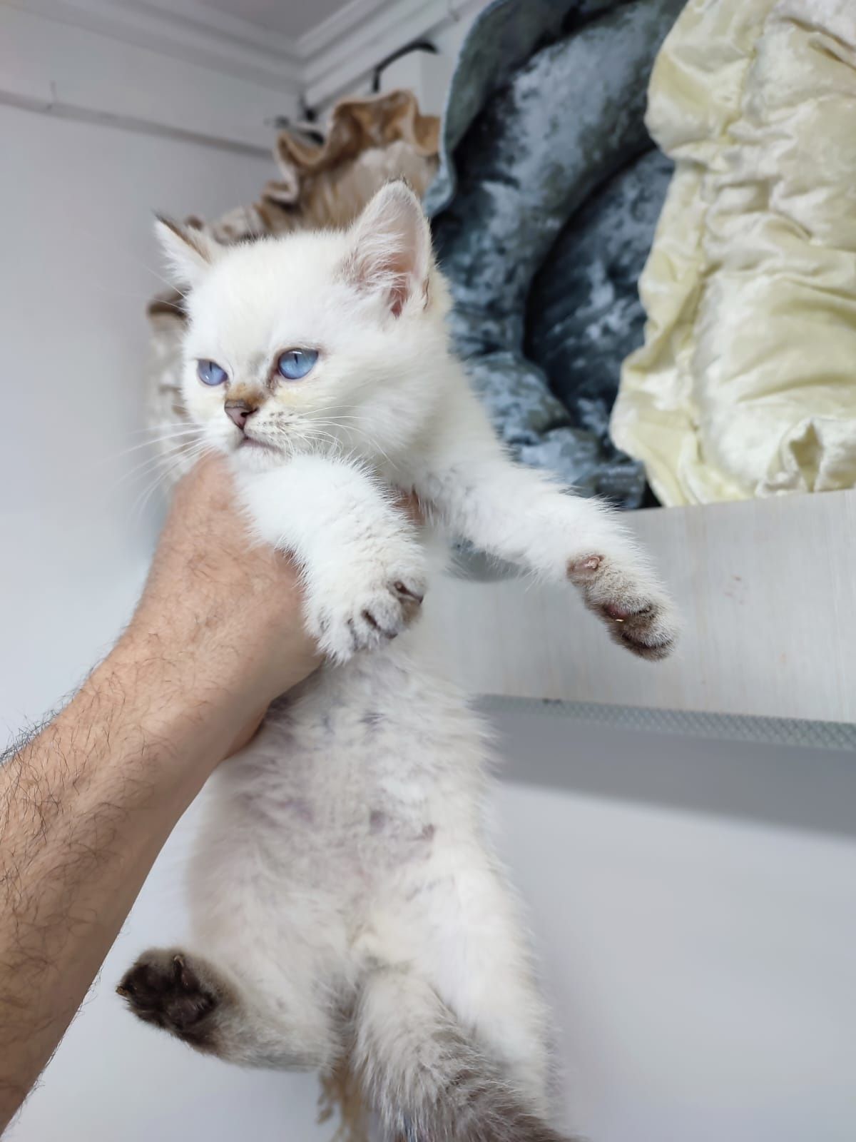 Котята британские