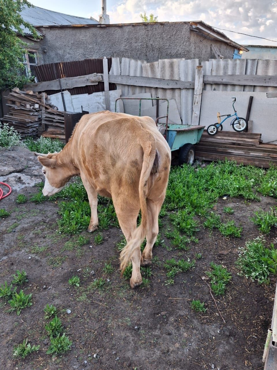 Продам телку 1.5 года  .