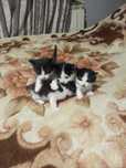 Котятки котята даром