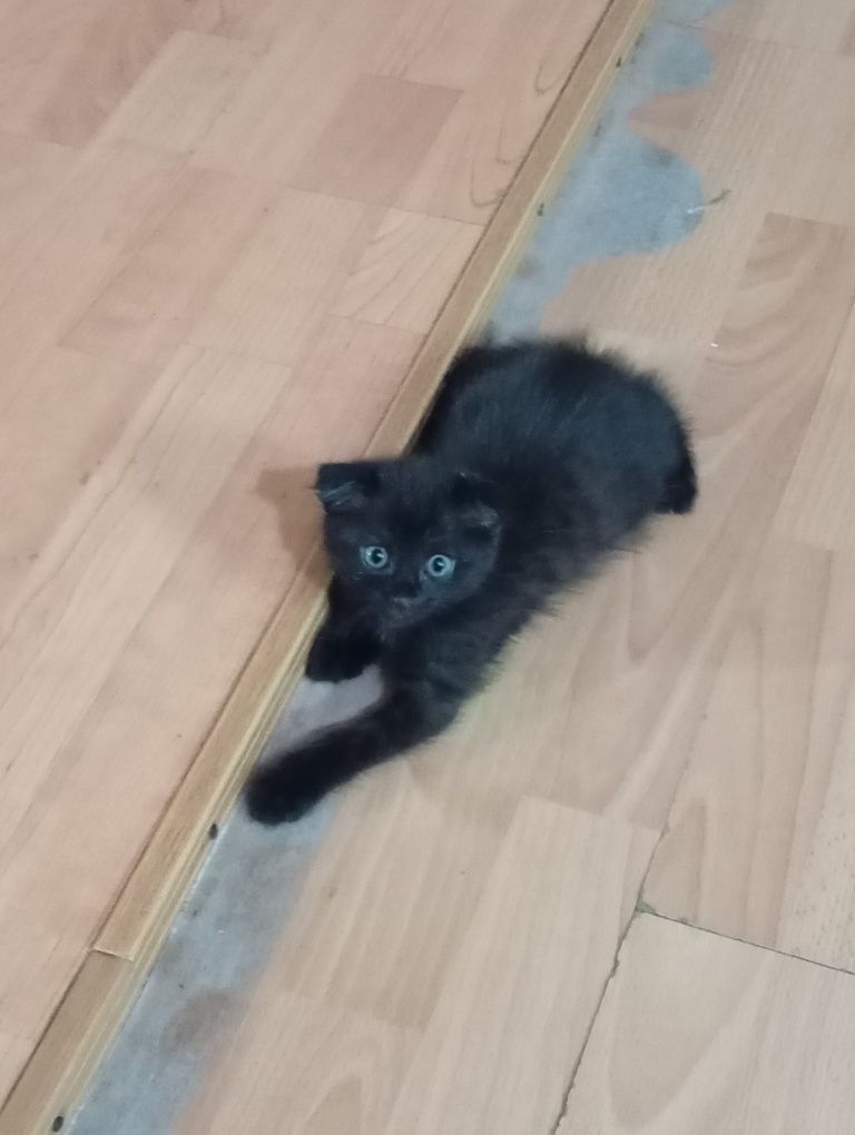 Срочно котята ищут дом!