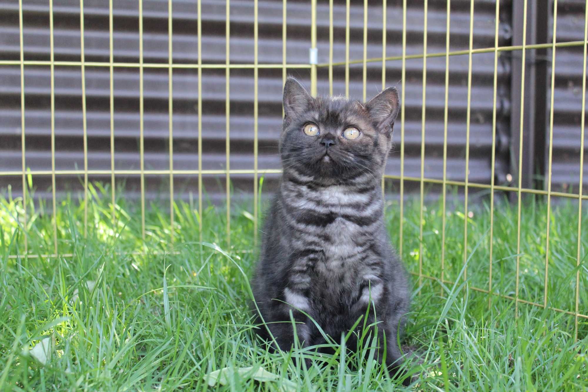 Продажа чистокровных котят