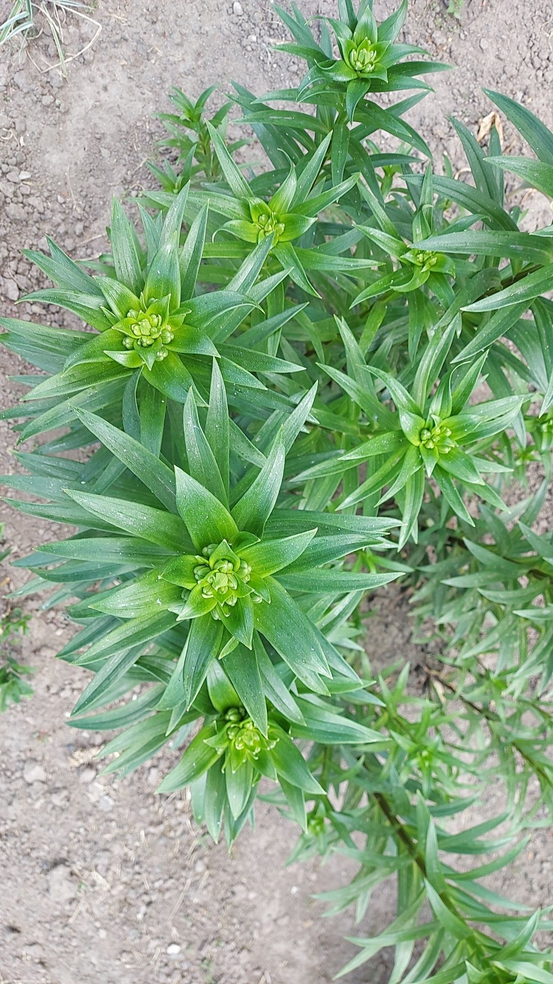 Лилия азиатские.