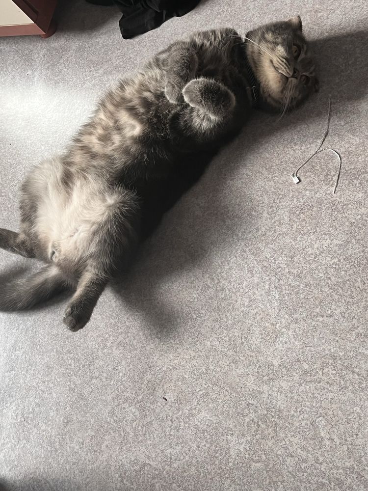 Отдам шотланского вислоухого кота