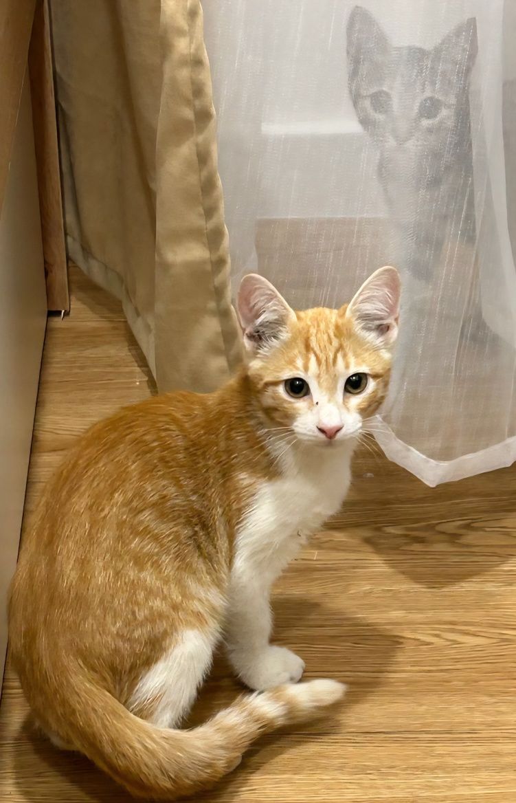 КОТЯТА ищут дом!